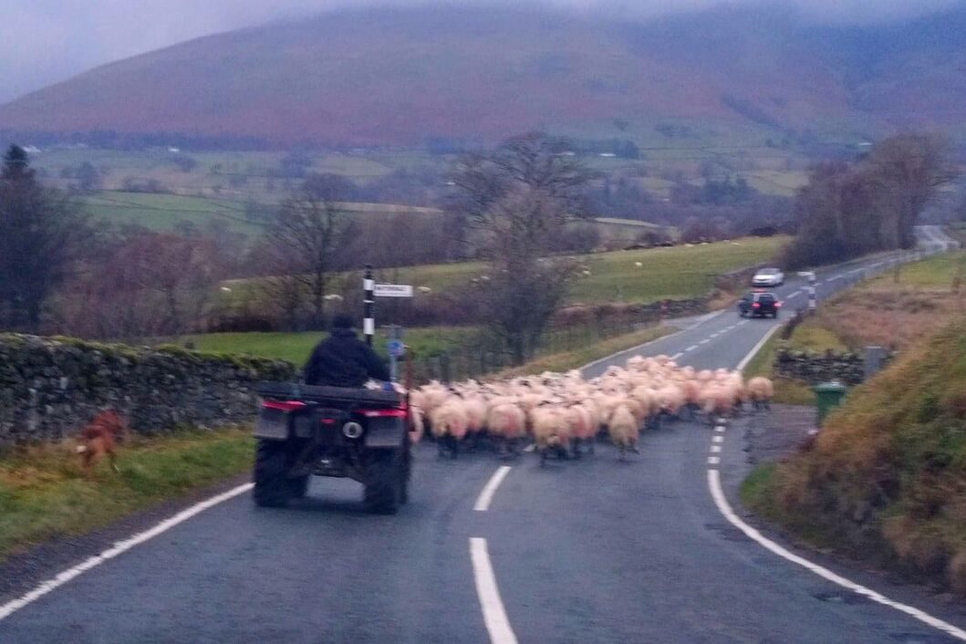 a cumbrian rural scene with mountains and sheep