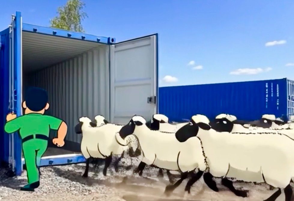 humerous picture of sheep walking towards a shipping container