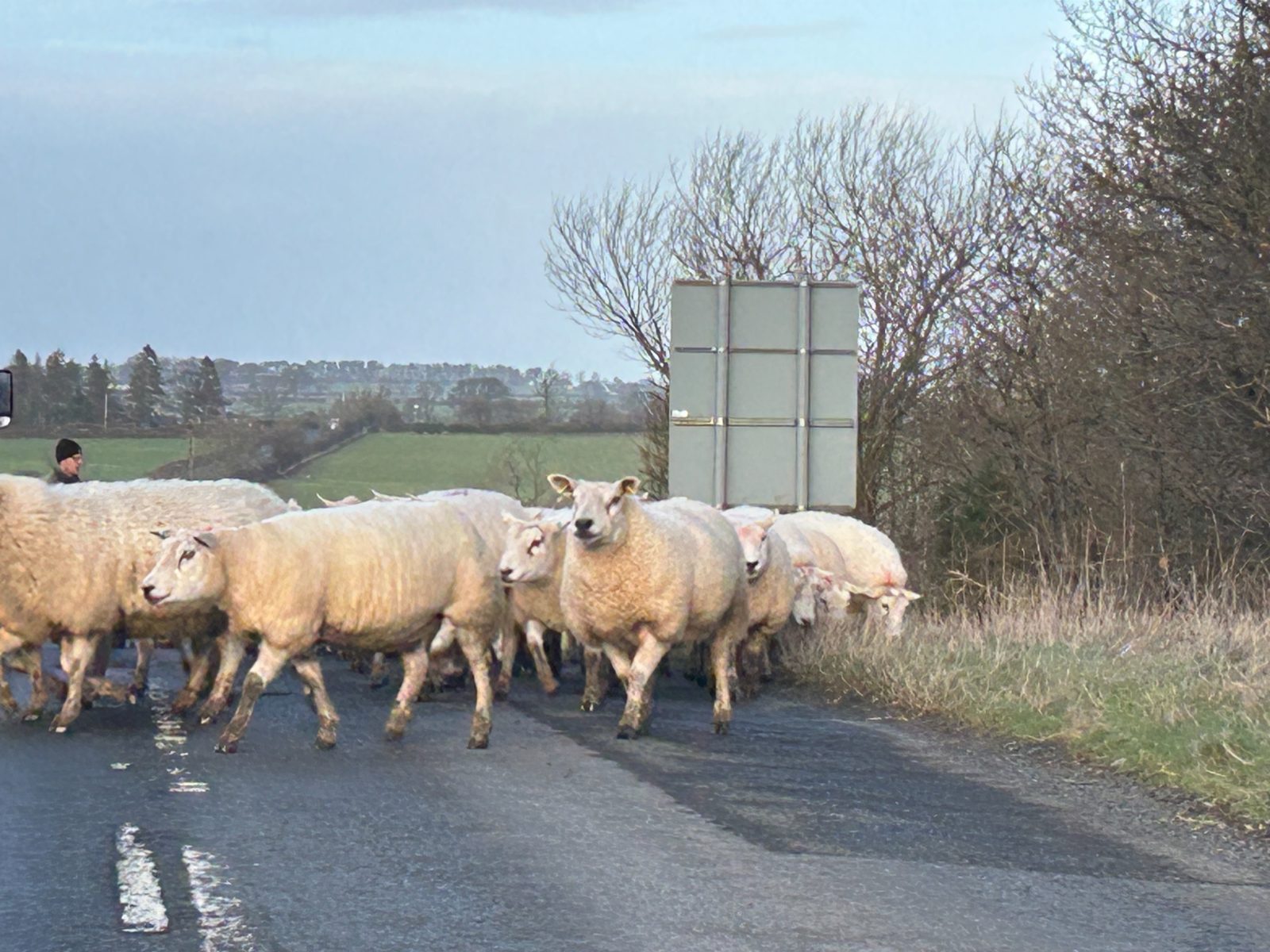 sheep in Cumbria crossing a road
