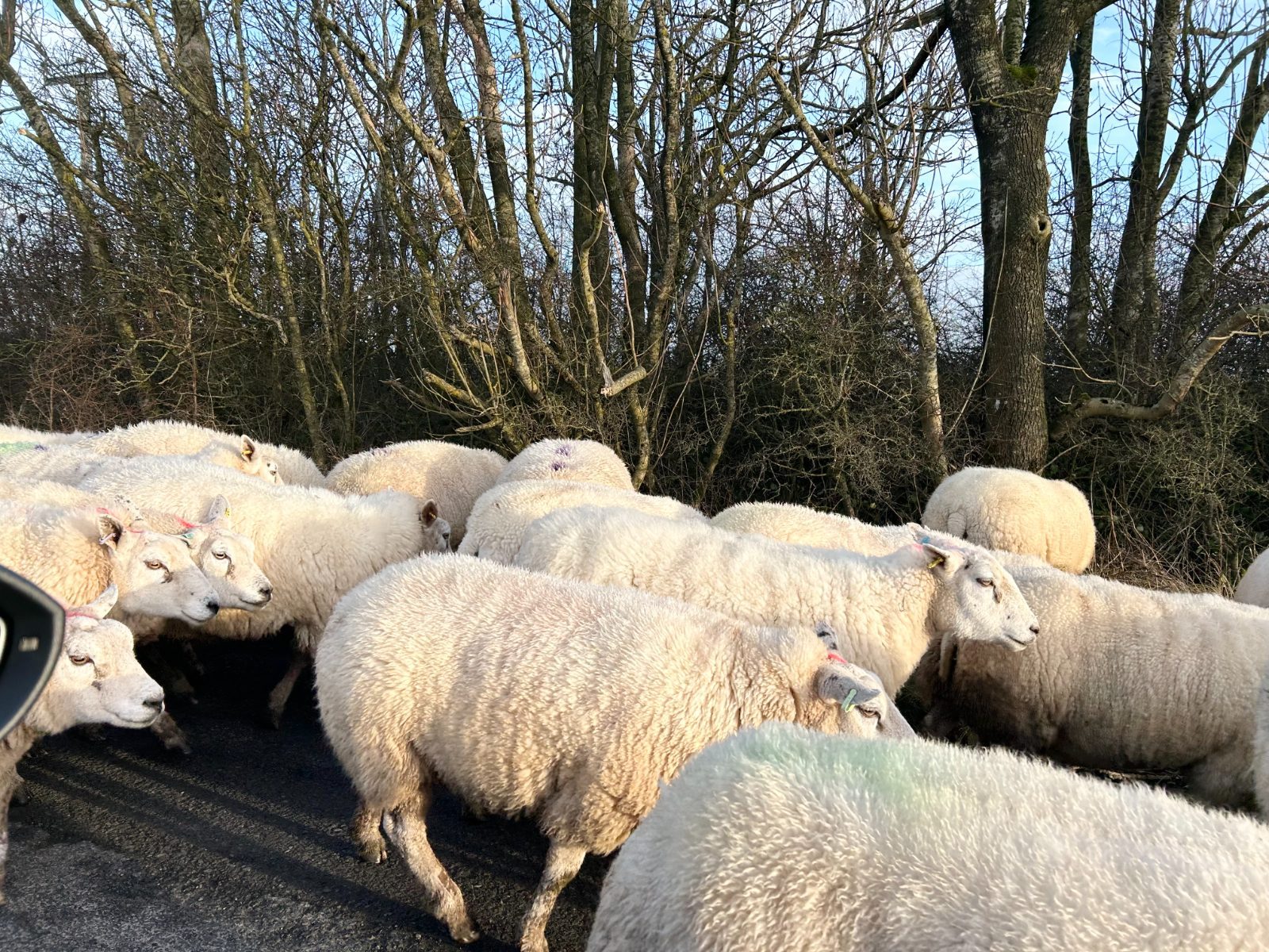 a herd of sheep on a Cumbrian road