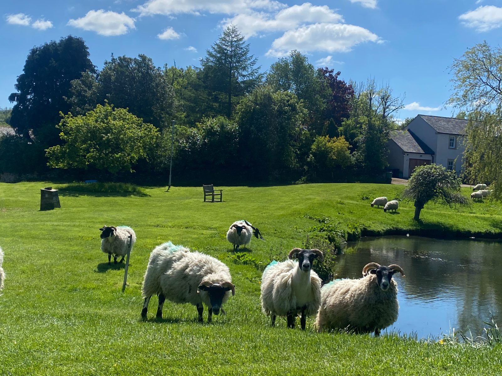 sheep near a pond at Caldbeck, Cumbria
