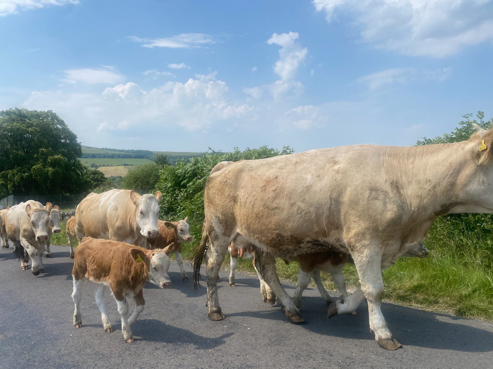 a herd of cows walking on a road in Cumbria