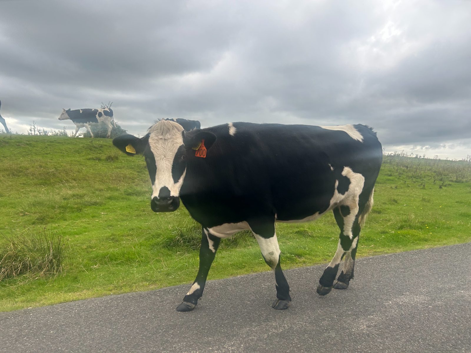 a cow walking on a road in Cumbria