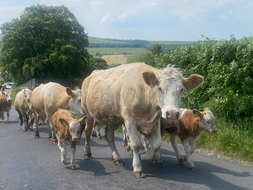 Cattle on walking on the road in Cumbria